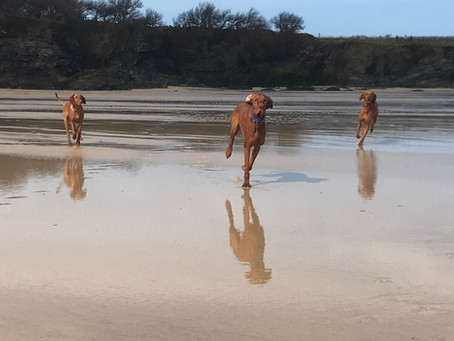 The Dogs' Frolics